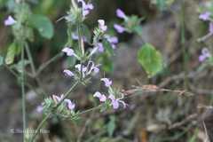 Peristrophe bicalyculata